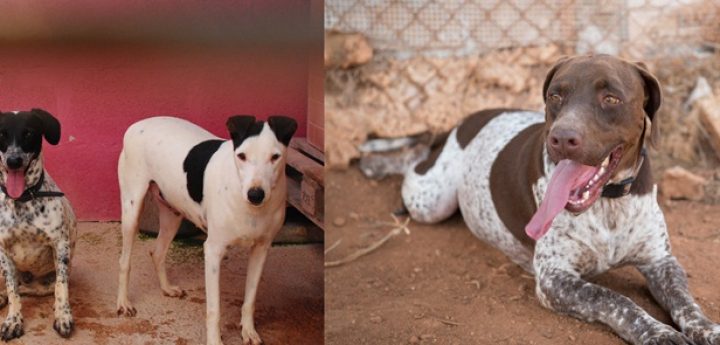 11 animal sanctuaries and NGOs, including Gozo SPCA, receive Melita’s support