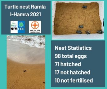 71 loggerhead turtles hatched from Ramla Bay nest in Gozo