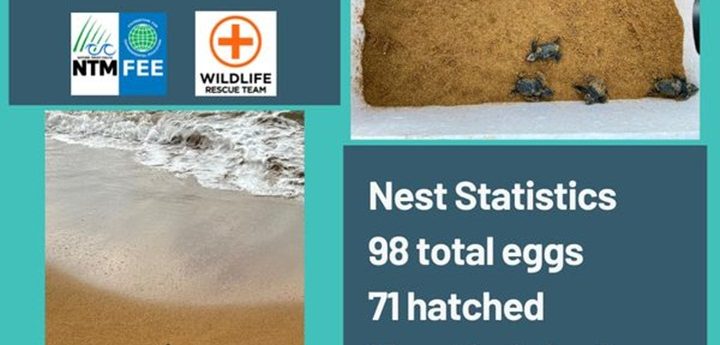 71 loggerhead turtles hatched from Ramla Bay nest in Gozo
