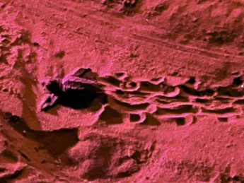 22 turtles hatch from unidentified nest at Ramla Bay in Gozo