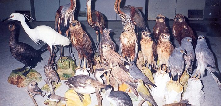 Malta needs to solve illegal hunting problem and resume verification of stuffed protected birds