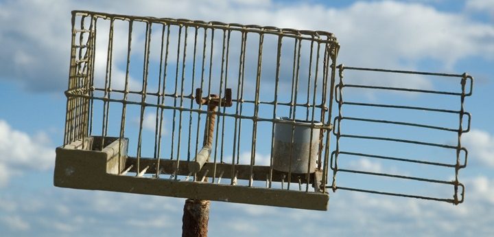 Framework Law allowing finch trapping repealed – BirdLife Malta
