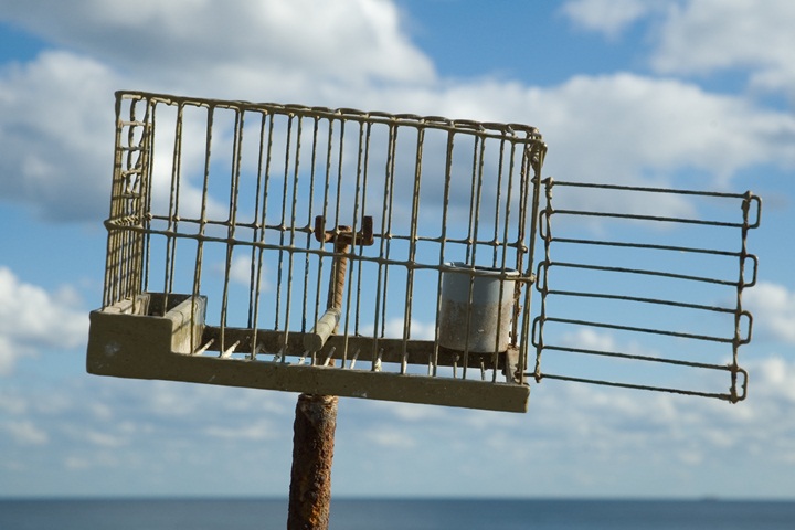 Malta's derogation allowing live capture of finches breaches Birds Directive - ECJ