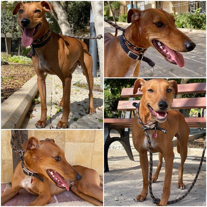 Meet Hugo with the smiling face, ready and waiting for his own loving home