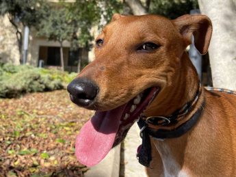 Meet Hugo with the smiling face, ready and waiting for his own loving home