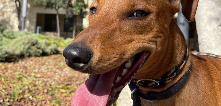Meet Hugo with the smiling face, ready and waiting for his own loving home
