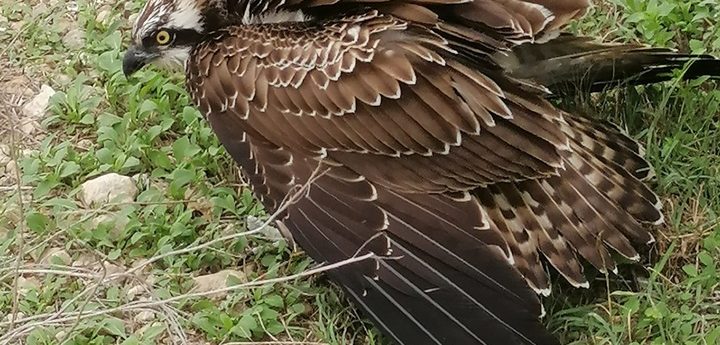 Highly protected Osprey shot down in Malta – BirdLife Malta