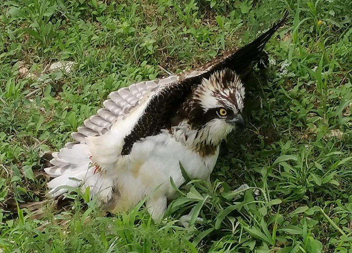 Highly protected Osprey shot down in Malta - BirdLife Malta