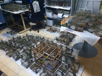 BirdLife files Judicial Protest over ”illegal” finch trapping law
