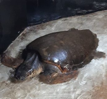 Three turtles released back to the sea following rehabilitation