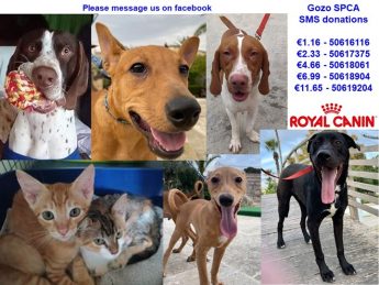 Gozo SPCA to upgrade centre as number of abandoned dogs increase