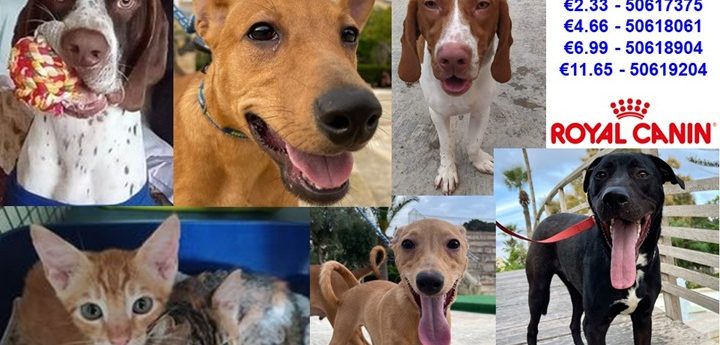 Gozo SPCA to upgrade centre as number of abandoned dogs increase