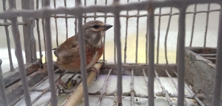 Update: European Commission taking Malta to the ECJ over finch trapping