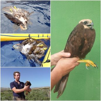 Dead Marsh Harrier found at sea off Gozo had been released just 2 days earlier