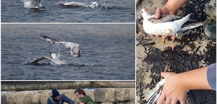 Black-headed gulls rescued in Boxing Day drama at Salina