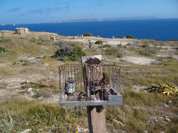 Malta back in the European Court of Justice over finch trapping derogation
