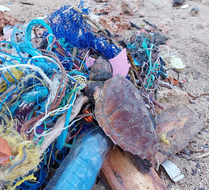 Photos by Nature Trust Wildlife Rescue of rescued turtles found entangled in the Maltese Islands