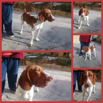 Charlie waits patiently for the chance of his own forever home
