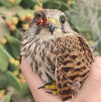 Illegal killing of protected birds remained “rampant during 2021” – BirdLife Malta