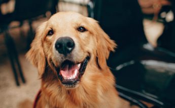 ADPD strengthening animal rights and against spring hunting
