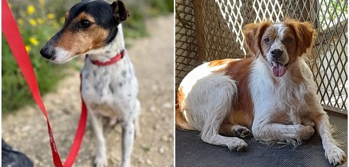 Forever homes needed for James and Ollie, two Gozo SPCA dogs