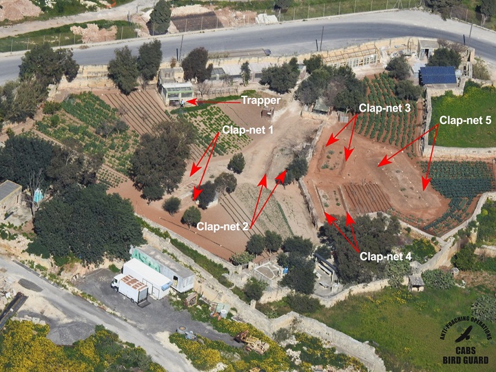 Springtime trapping of finches remains rife on Gozo and Malta - CABS