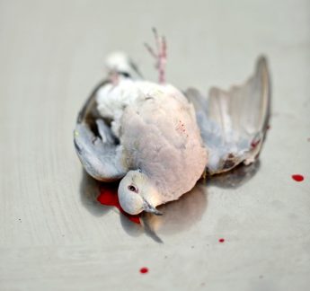 Spring hunting season recommended for turtle-doves and quail