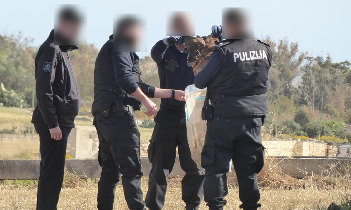 Police action against illegal bird trapping sites on Gozo - CABS