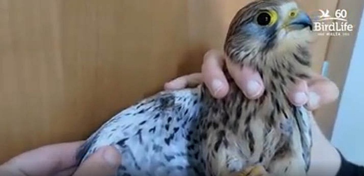 Two shot and injured birds recovered from Gozo in just one day - BLM