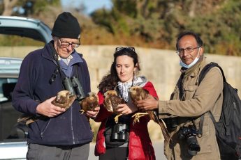 Update – Tens of protected Marsh-harriers massacred by hunters overnight