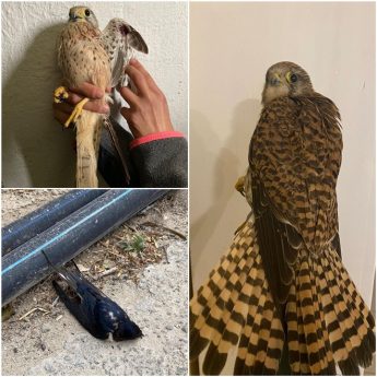 Birds shot on Good Friday include Turtle-dove, Hoopoe, Barn Swallows and Kestrels