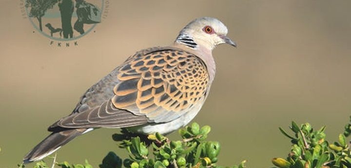Hunters urged to enjoy a “good and safe“ season for hunting turtle dove