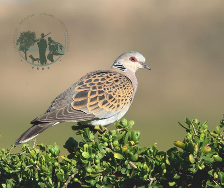 FKNK submits proposals in favour of spring hunting season