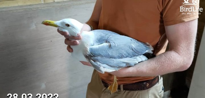 Two shot and injured birds recovered from Gozo in just one day – BLM
