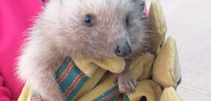Residents help save hedgehogs from Luqa construction site