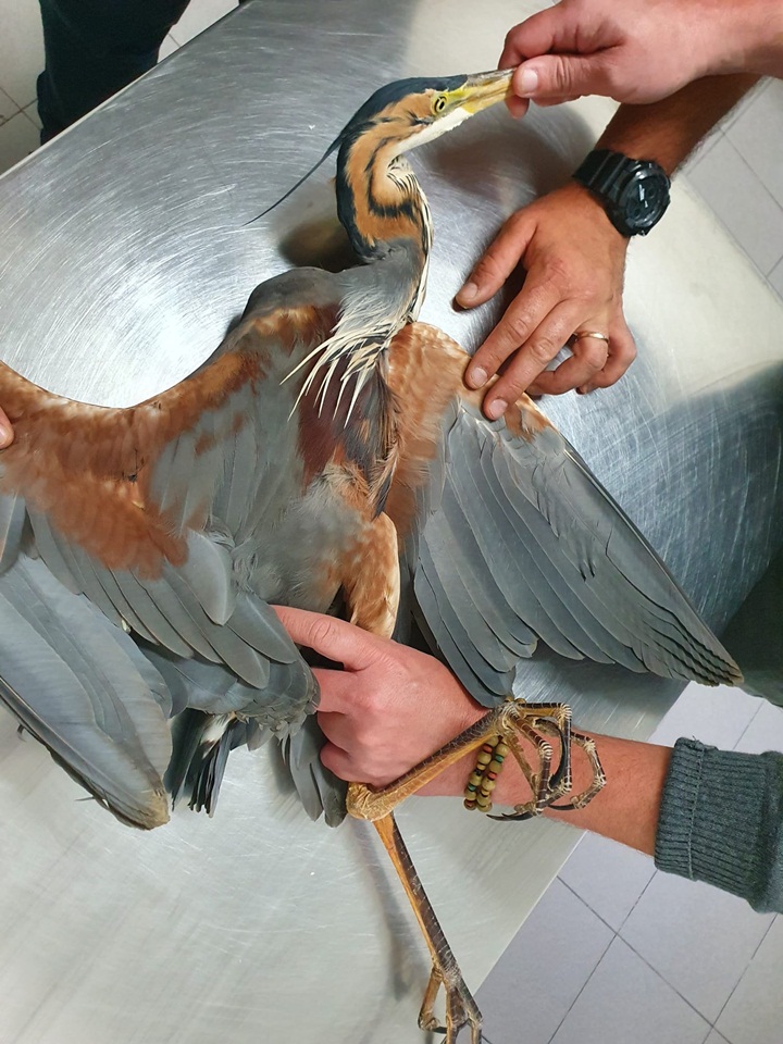 Spring hunting: ``An indiscriminate massacre of protected species'' - BirdLife