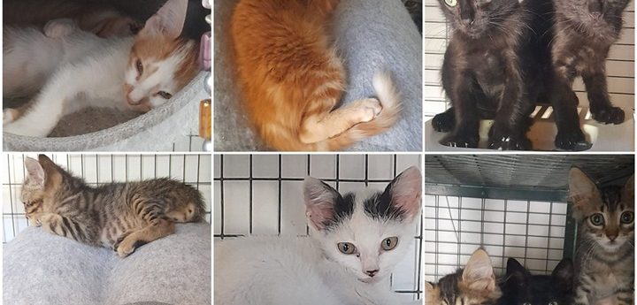 Beautiful kittens available for immediate adoption at Gozo SPCA