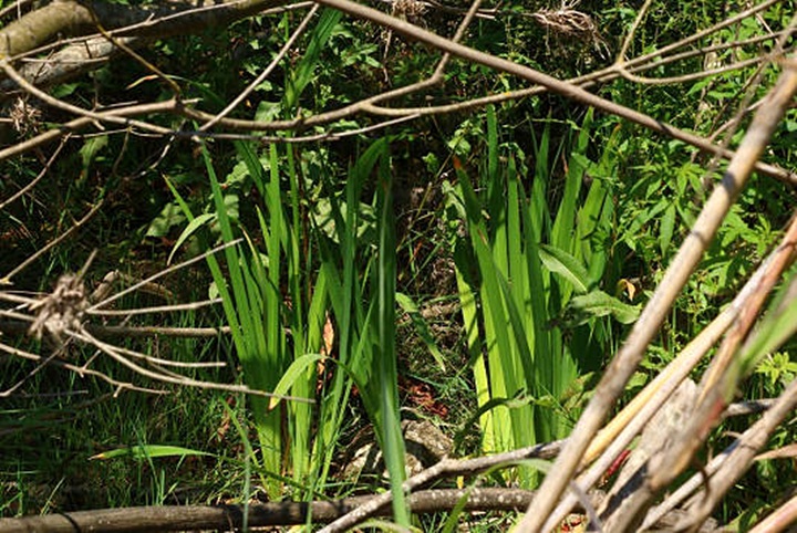 Successful conservation of a presumed extinct Iris in Gozo