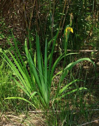 Successful conservation of a presumed extinct Iris in Gozo