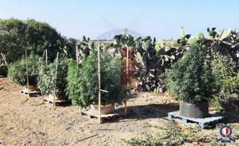 55 cannabis plants and drug related items seized by Gozo Police