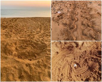 Gozo is home to first turtle nest of the year at Ramla l-Hamra Gozo is home to first turtle nest of the year at Ramla l-Hamra