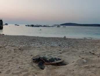 Turtle fails in her attempt to nest at Hondoq Bay in Gozo Turtle fails in her attempt to nest at Hondoq Bay in Gozo