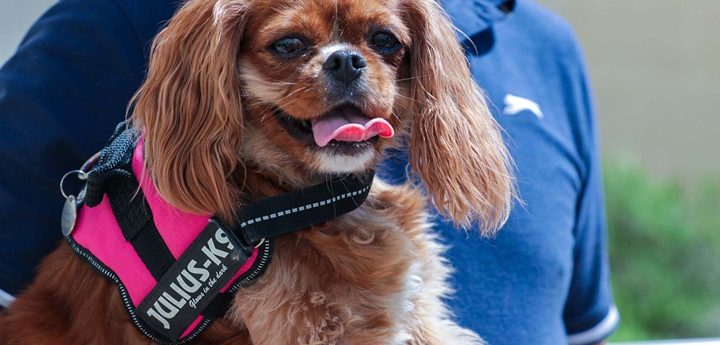 Second edition of Animal Honours Awards launched