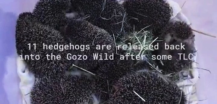 Wildlife rescues increasing in numbers as awareness continues