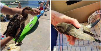 More birds targeted by hunters, Purple Heron shot down over Gozo