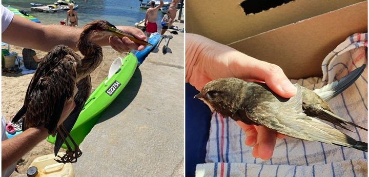 More birds targeted by hunters, Purple Heron shot down over Gozo