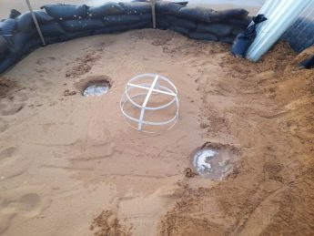 Ramla turtle eggs transferred to incubator because of weather risk