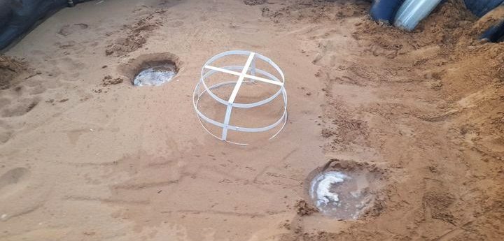 Ramla turtle eggs transferred to incubator because of weather risk