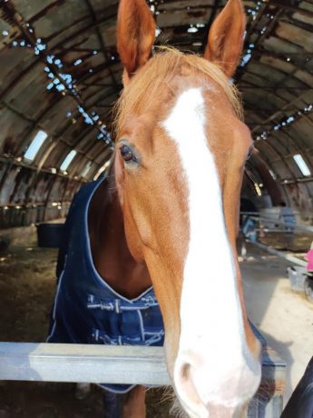 Animal sanctuaries and horse rescue receive support