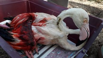 Adult Greater Flamingo shot down over Gozo